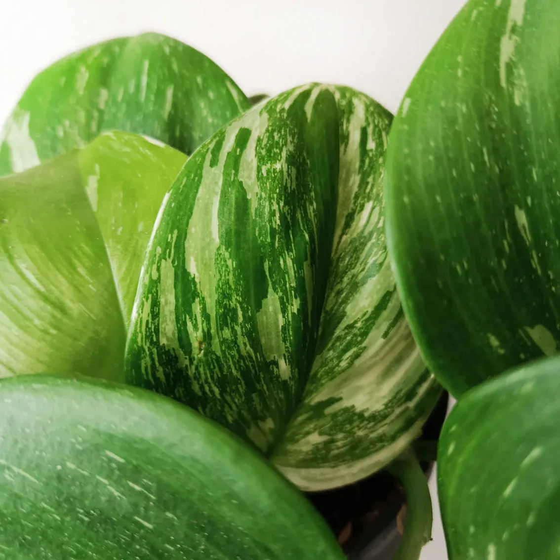 Epipremnum Pinnatum Rubicon - vaso Ø12 cm