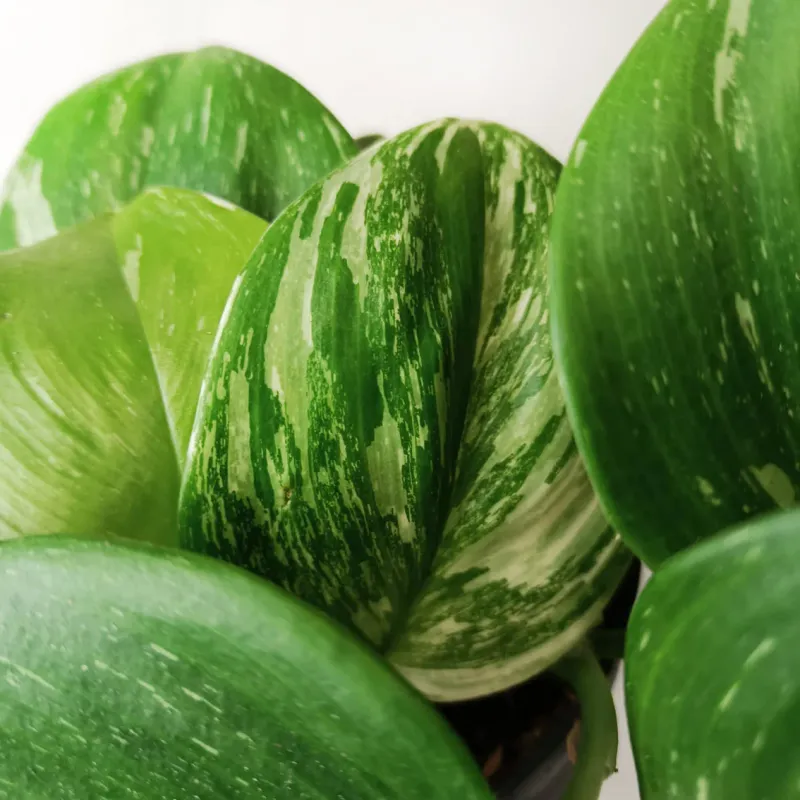 Epipremnum Pinnatum Rubicon - vaso Ø12 cm