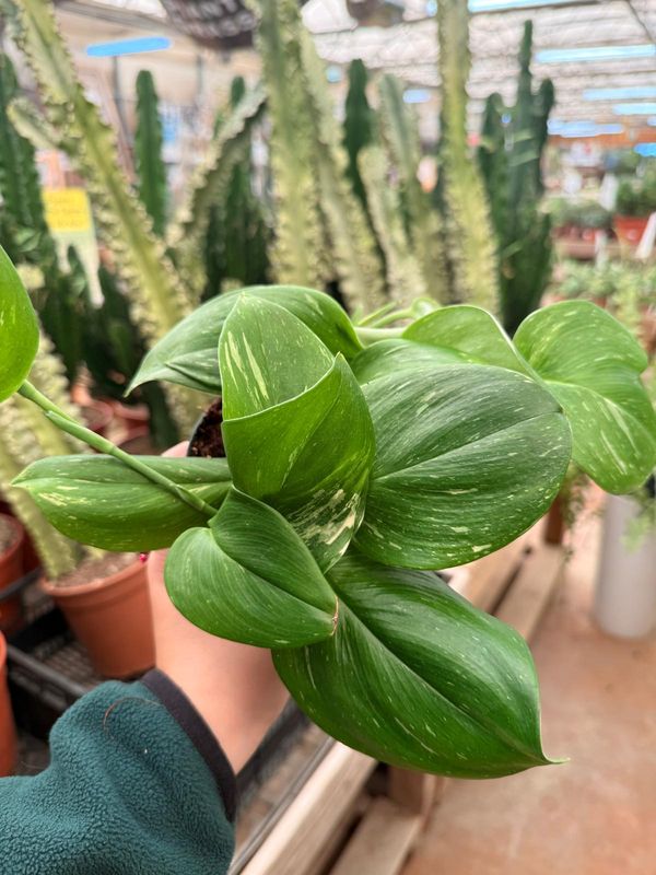 Epipremnum Pinnatum Rubicon - vaso Ø12 cm