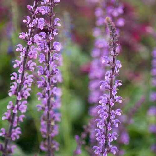 Salvia sylvestris Serenade - vaso Ø17 cm Salvia sylvestris Serenade - vaso Ø17 cm