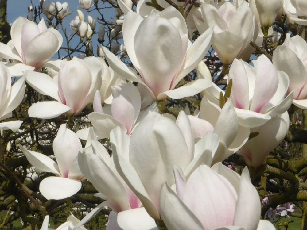 Magnolia da fiore, Magnolia Manchu Fan - vaso Ø18 cm