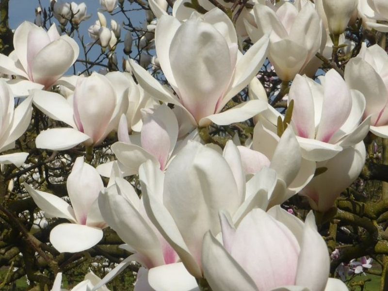 Magnolia da fiore, Magnolia Manchu Fan - vaso Ø18 cm