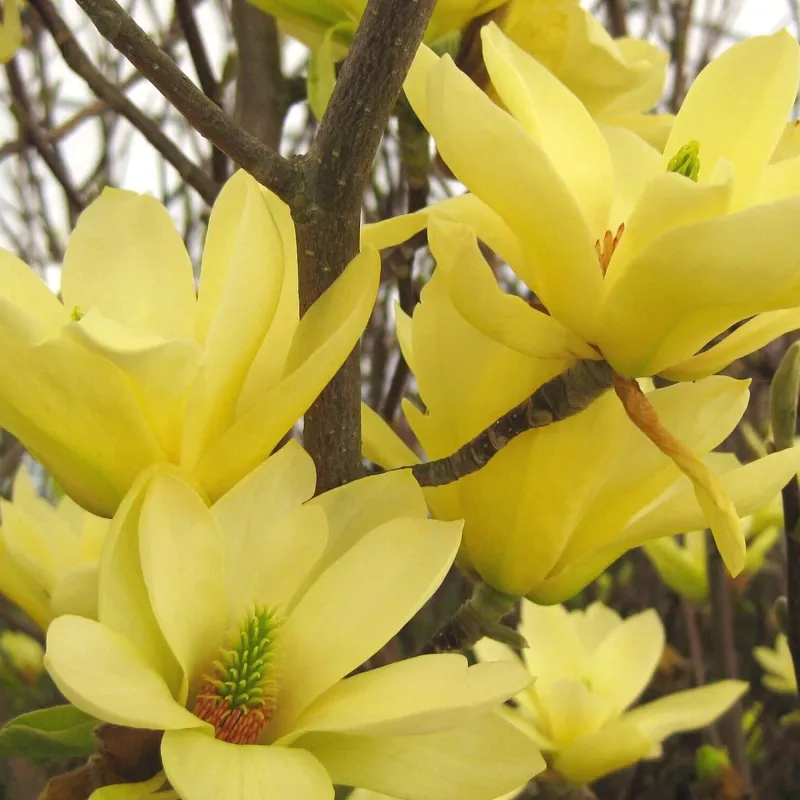 Magnolia da fiore, Magnolia x brooklinensis Yellow Lantern - vaso Ø18 cm