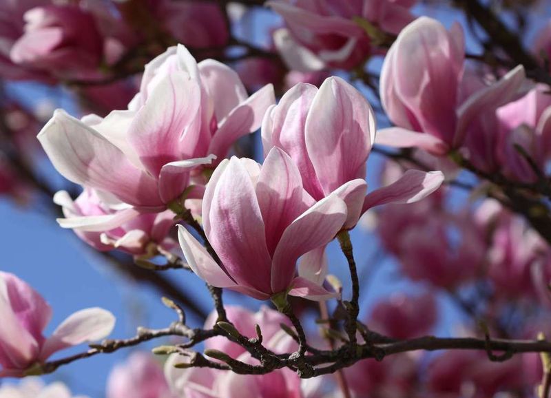 Magnolia da fiore, Magnolia Galaxy - vaso Ø18 cm