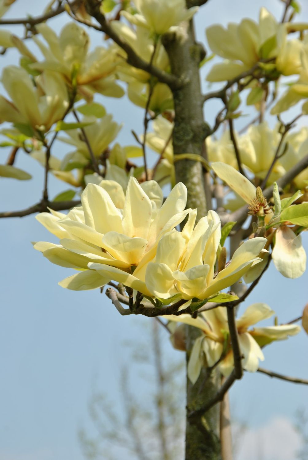 Magnolia da fiore, Magnolia x brooklinensis Elizabeth - vaso Ø18 cm