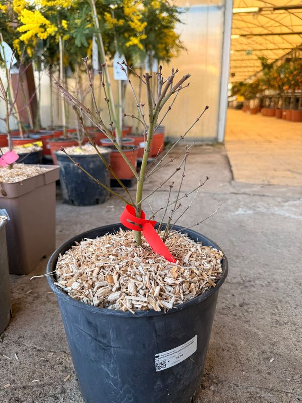 Acer palmatum 'Little princess' - vaso Ø22 cm