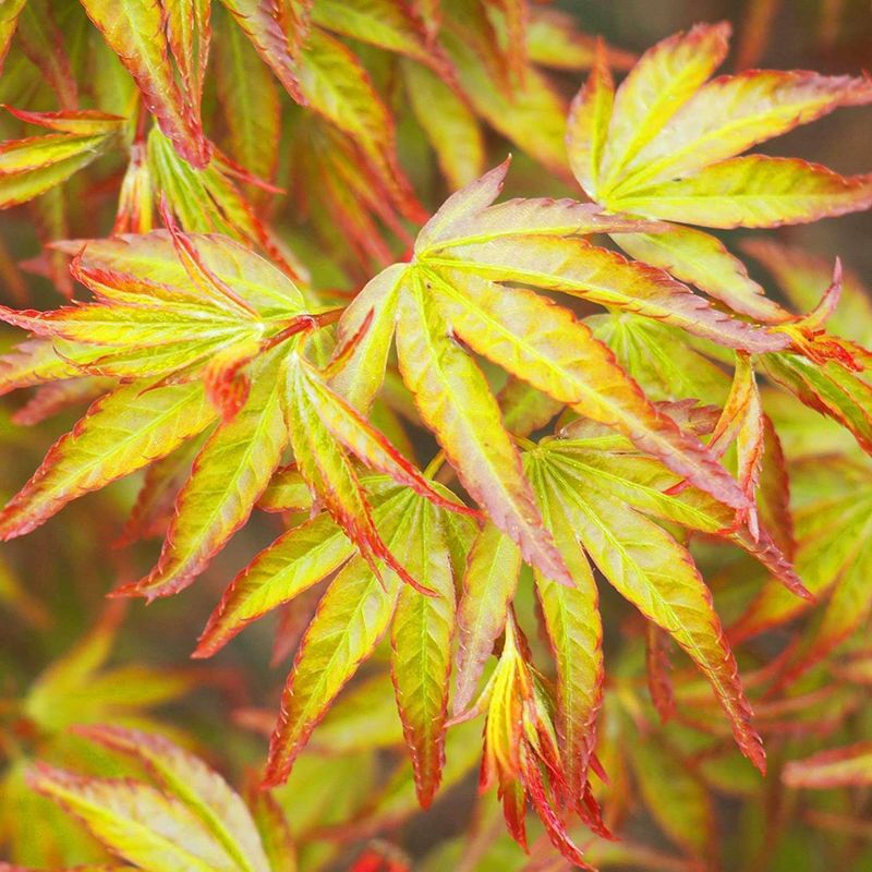 Acer palmatum 'Little princess' - vaso Ø22 cm