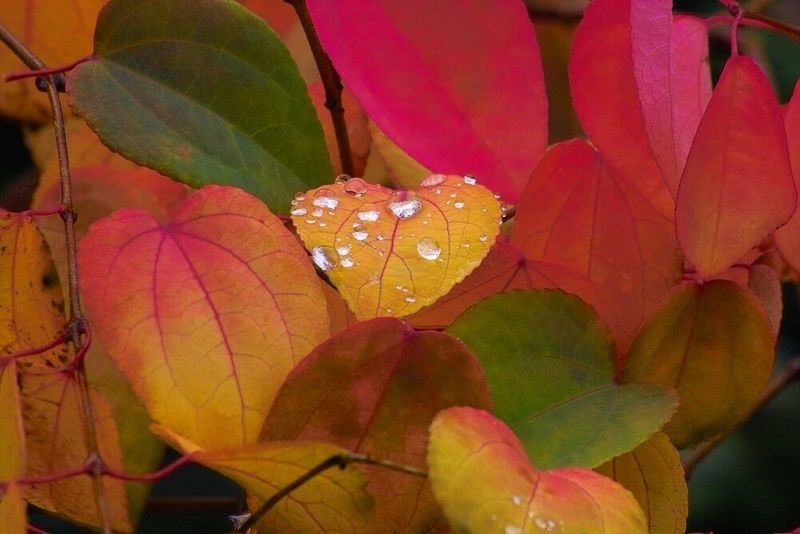 Cercidiphyllum japonicum, Falso Albero di Giuda, Katsura, albero del caramello - vaso Ø24 cm, h 100/120  cm