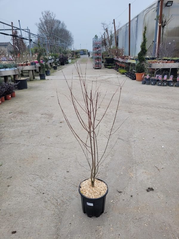 Cercidiphyllum japonicum, Falso Albero di Giuda, Katsura, albero del caramello - vaso Ø24 cm, h 100/120 cm
