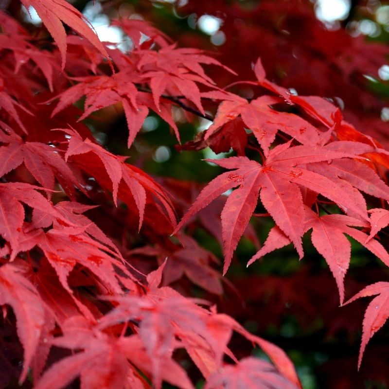Acer palmatum 'Osakazuki' - vaso Ø22 cm