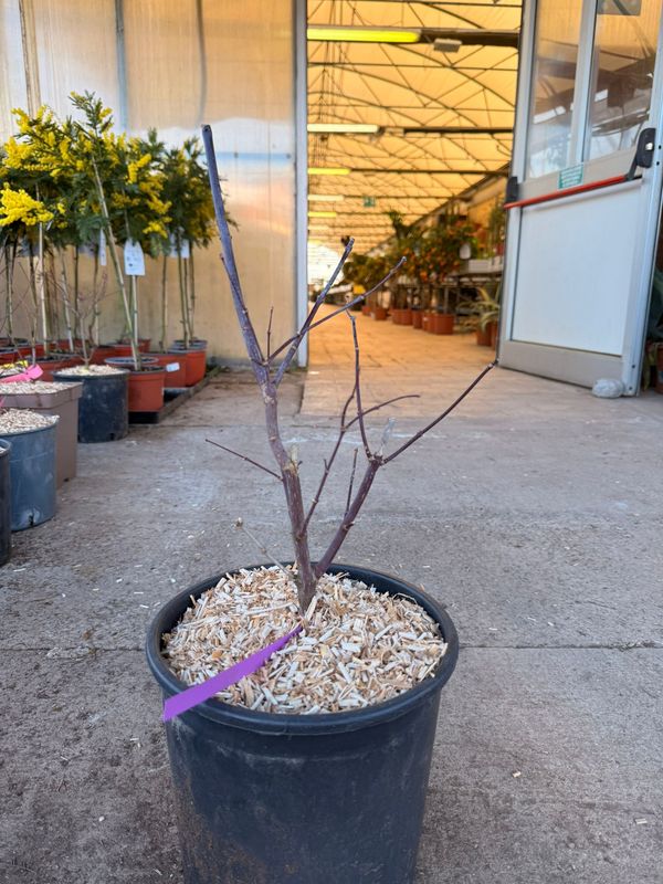 Acer palmatum 'Osakazuki' - vaso Ø22 cm