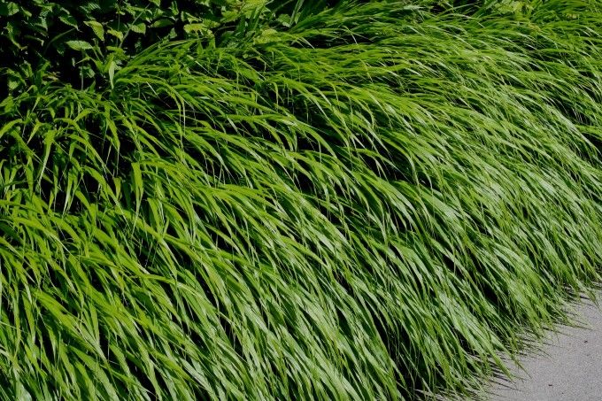 Hakonechloa Macra - vaso Ø16 cm