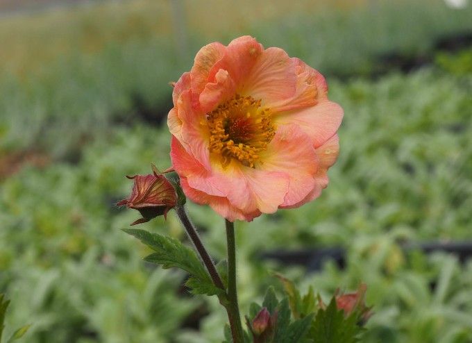 Geum boliviense 'Mai Tai' - vaso Ø18 cm