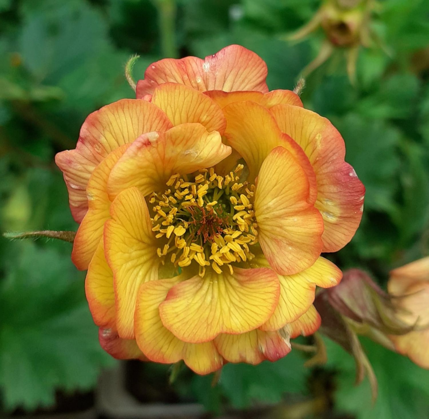 Geum boliviense 'Nonna' - vaso Ø18 cm