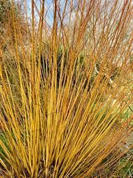 Salix alba var. vitellina - Salice giallo, Salice vitellino - vaso 3 litri