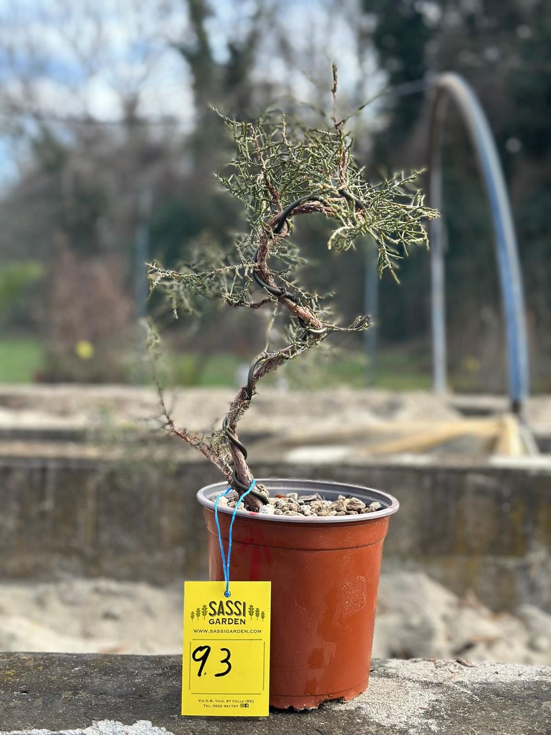 Ginepro fenicio Pezzo Unico n. 93 - h 30 cm PREBONSAI, BONSAI Ginepro fenicio Pezzo Unico n. 93 - h 30 cm PREBONSAI, BONSAI