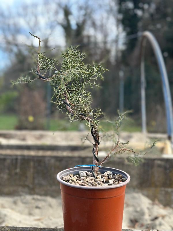 Ginepro fenicio Pezzo Unico n. 93 - h 30 cm PREBONSAI, BONSAI