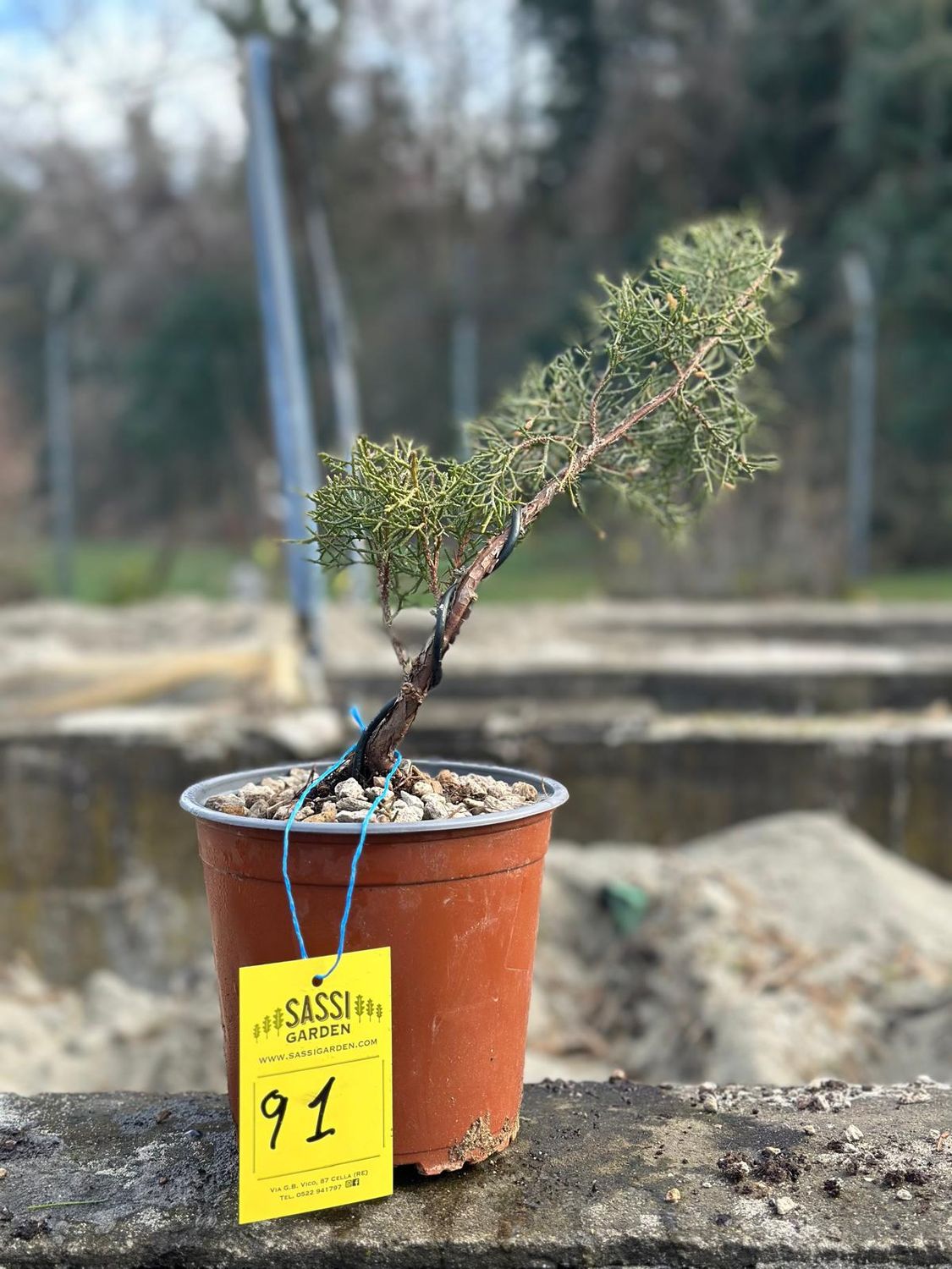 Ginepro fenicio Pezzo Unico n. 91 - h 25 cm PREBONSAI, BONSAI