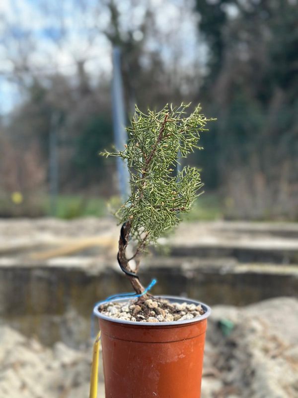 Ginepro fenicio Pezzo Unico n. 91 - h 25 cm PREBONSAI, BONSAI