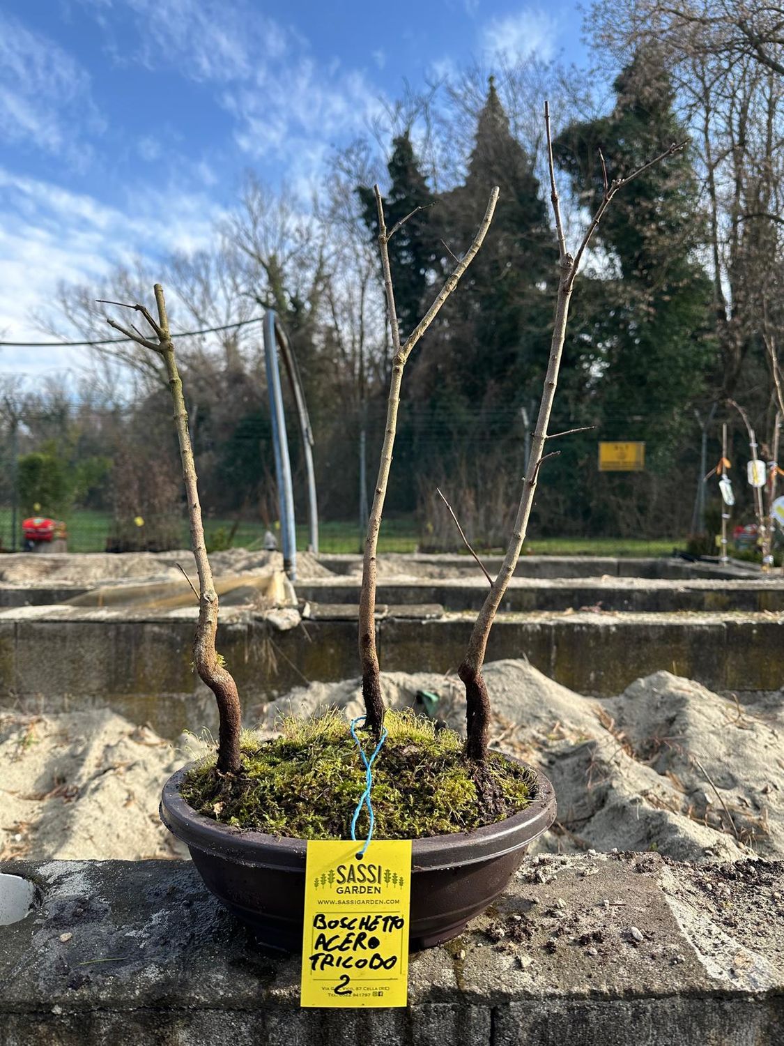 Boschetto di Acer buergerianum, Acero Tridente, Pezzo Unico n. 2 - h 50 cm PREBONSAI, BONSAI Boschetto di Acer buergerianum, Acero Tridente, Pezzo Unico n. 2 - h 50 cm PREBONSAI, BONSAI