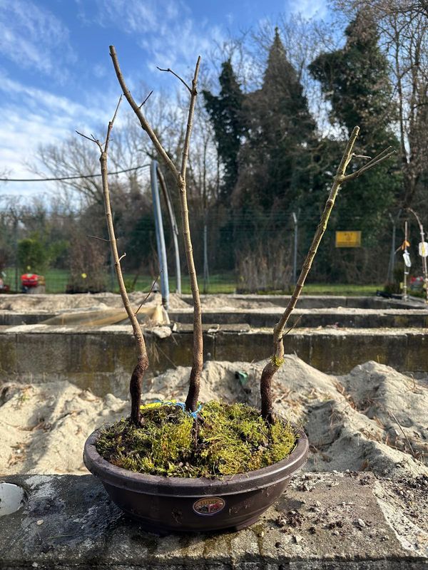 Boschetto di Acer buergerianum, Acero Tridente - vaso bonsai in plastica - Pezzo Unico n. 2 - h 50 cm PREBONSAI, BONSAI