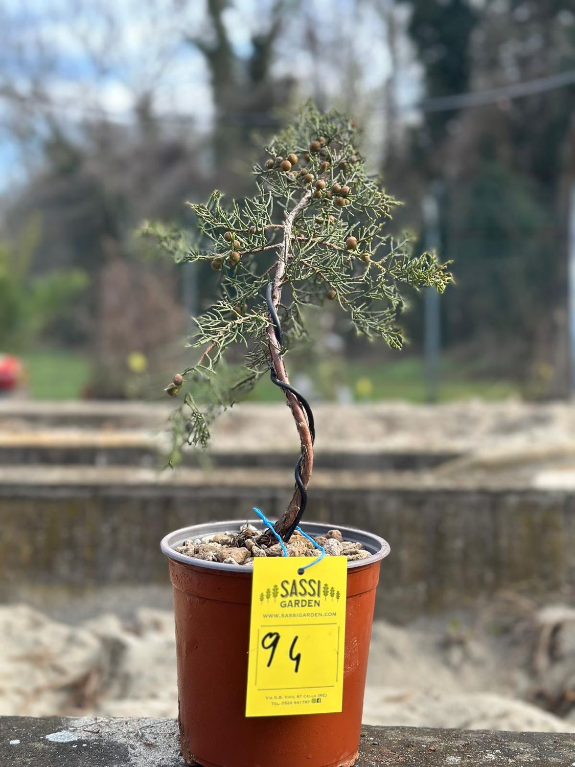 Ginepro fenicio Pezzo Unico n. 94 - h 35 cm PREBONSAI, BONSAI