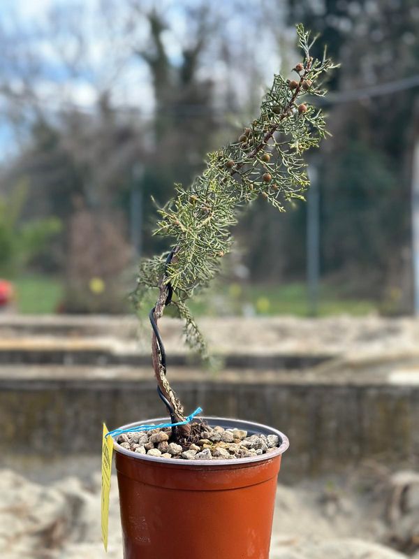 Ginepro fenicio Pezzo Unico n. 94 - h 35 cm PREBONSAI, BONSAI
