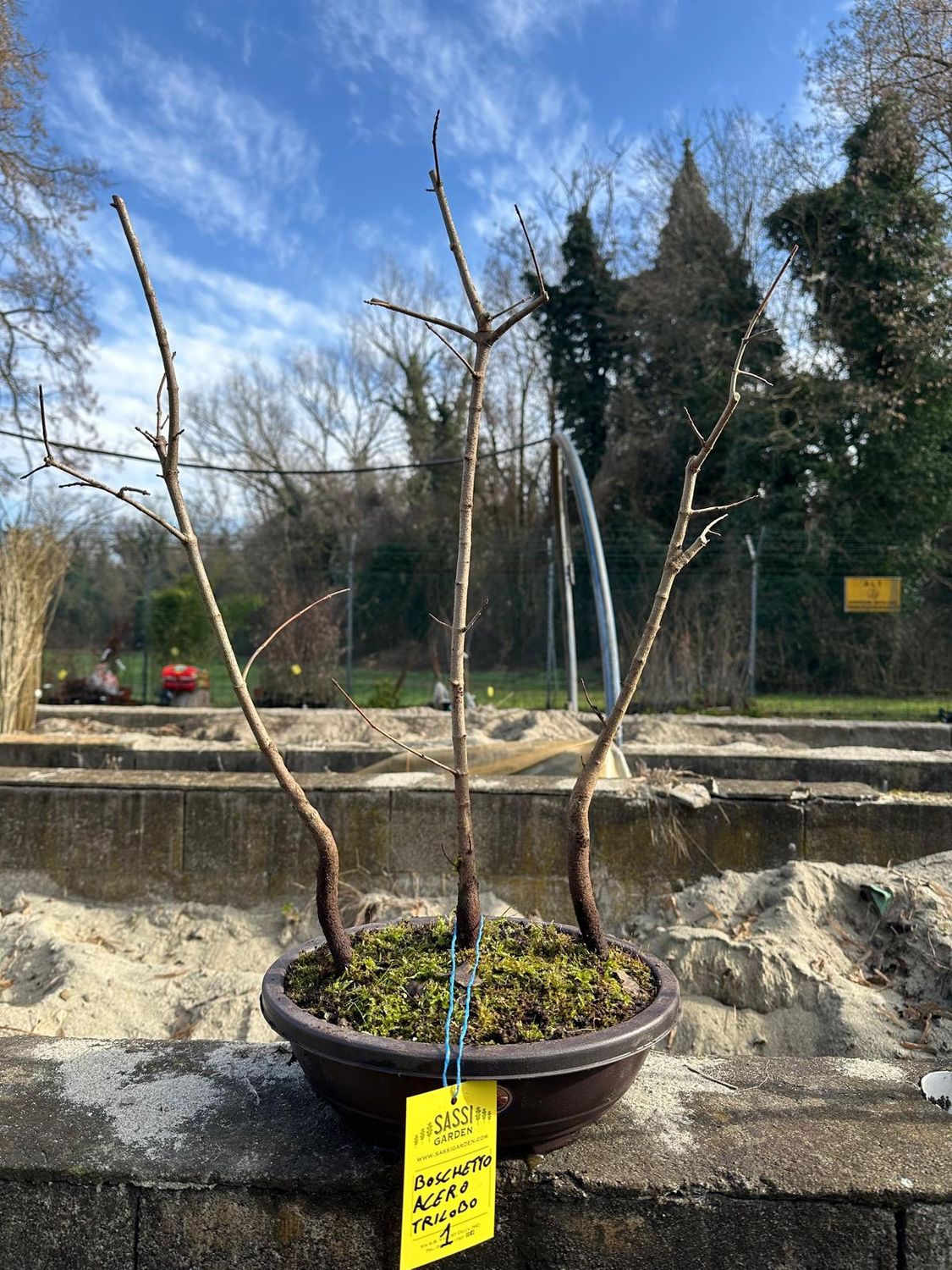 Boschetto di Acer buergerianum, Acero Tridente, Pezzo Unico n. 1 - h 60 cm PREBONSAI, BONSAI Boschetto di Acer buergerianum, Acero Tridente, Pezzo Unico n. 1 - h 60 cm PREBONSAI, BONSAI