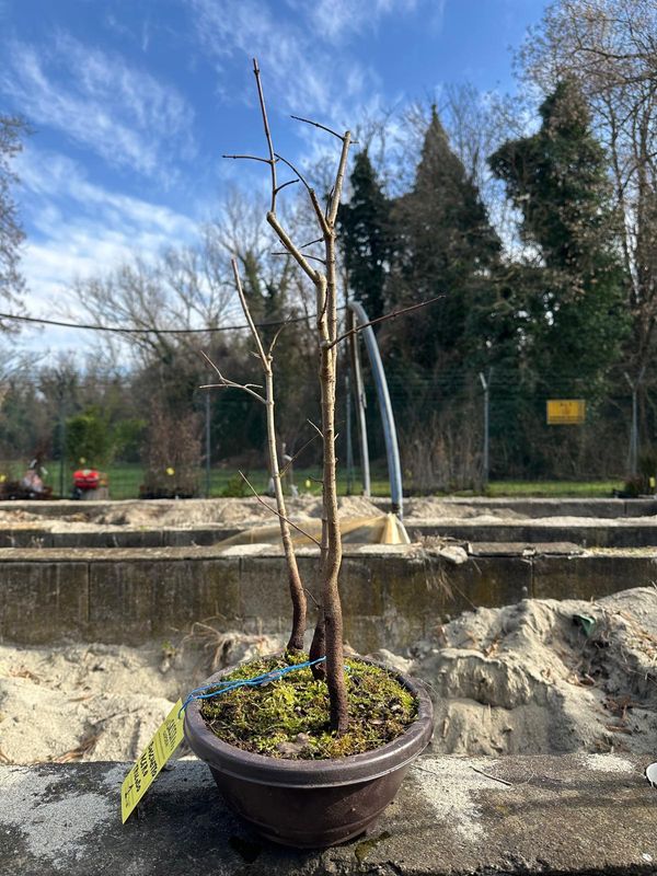 Boschetto di Acer buergerianum, Acero Tridente - vaso bonsai in plastica - Pezzo Unico n. 1 - h 60 cm PREBONSAI, BONSAI
