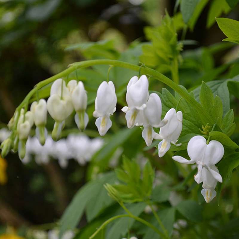 Dicentra Spectabilis Erbacea, Cuore di Maria - vaso 12 cm Dicentra Spectabilis Erbacea, Cuore di Maria - vaso 12 cm