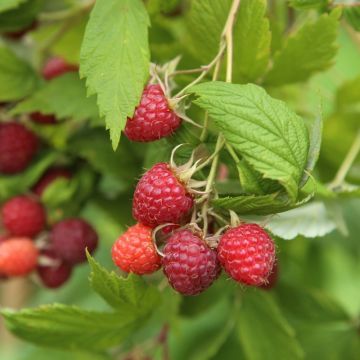 Lampone Giallo, Rubus idaeus 'Golden' All gold - vaso Ø12 cm Lampone Giallo, Rubus idaeus 'Golden' All gold - vaso Ø12 cm