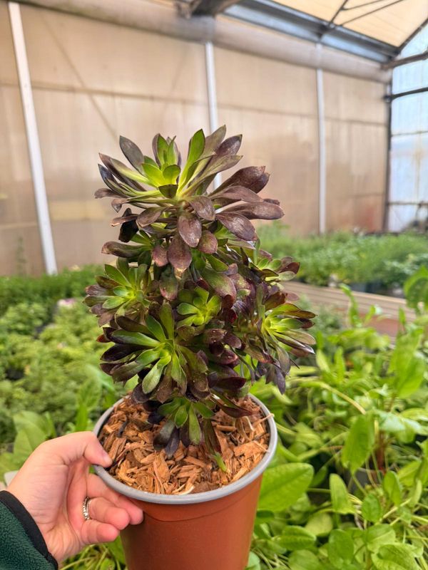 Aeonium arboreum 'Atropurpureum', Pianta Grassa - vaso Ø17 cm