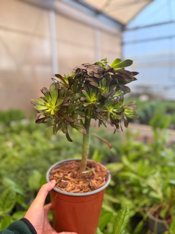 Aeonium arboreum 'Atropurpureum', Pianta Grassa - vaso Ø17 cm