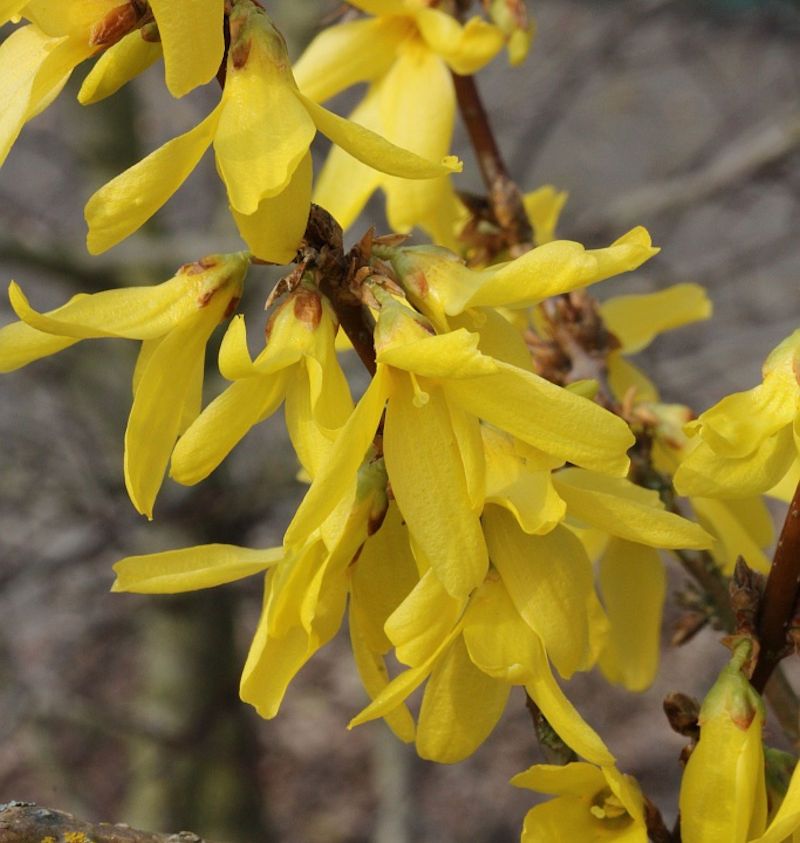 Forsythia x intermedia 'Nimbus' - vaso Ø17 cm