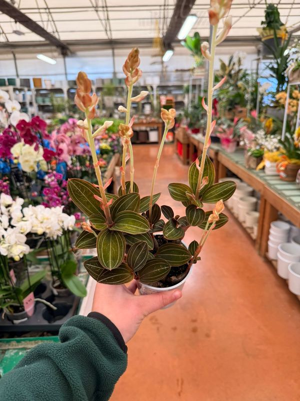 Ludisia discolor, Orchidea gioiello - vaso Ø9 cm