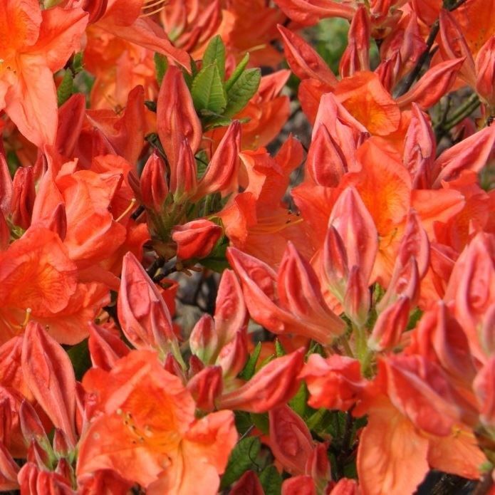 Rhododendron, Azalea Knaphill Rood - vaso Ø23 cm