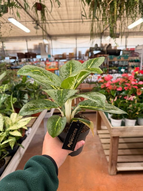 Aglaonema 'Lemon Mint' - vaso Ø12 cm