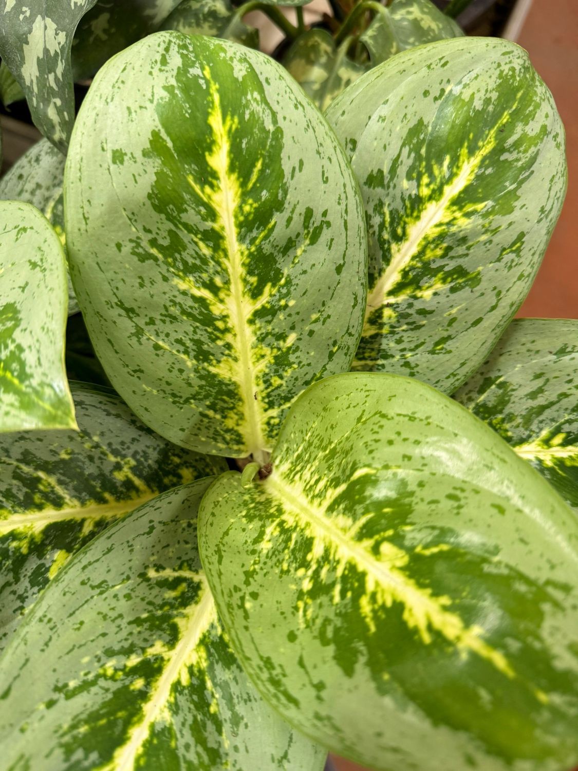 Aglaonema 'Lemon Mint' - vaso Ø12 cm