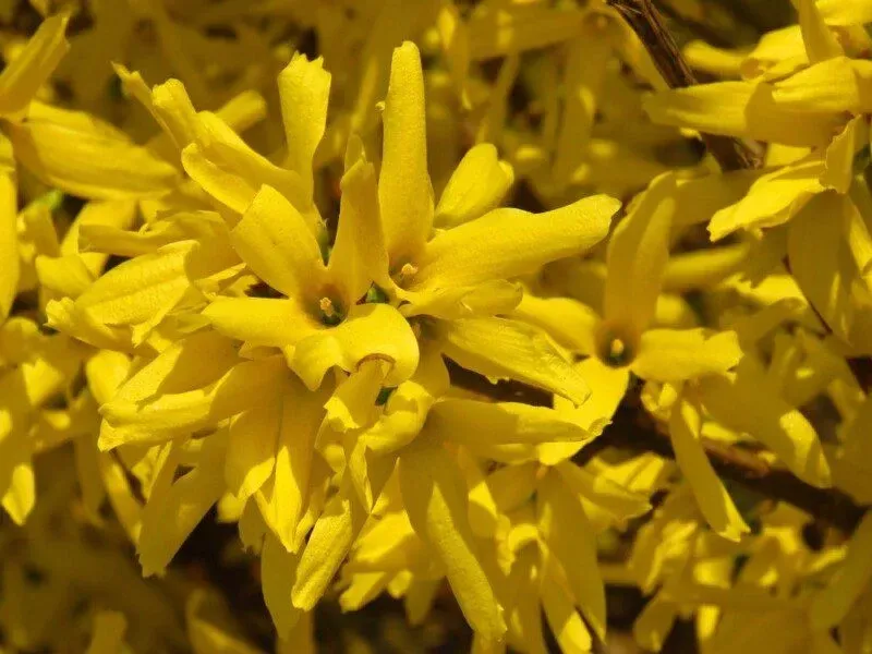 Forsythia x intermedia 'Mikador' - vaso Ø17 cm