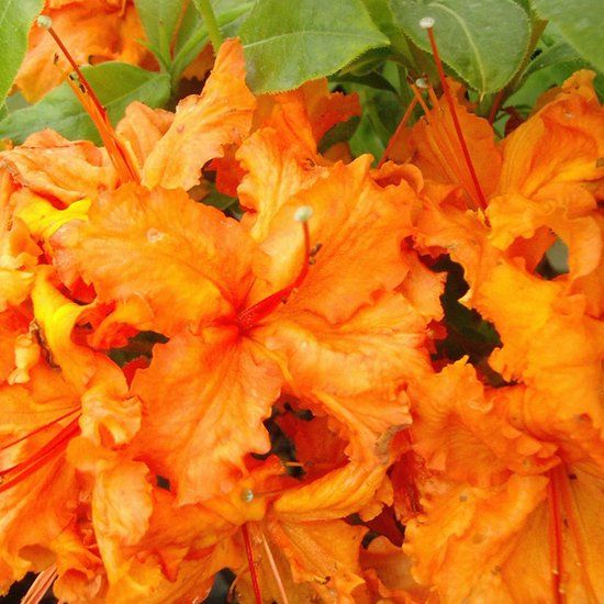 Rhododendron, Azalea Knaphill Oranje - vaso Ø23 cm