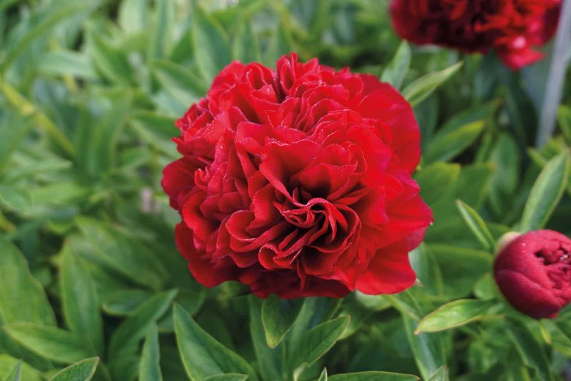 Peonia Erbacea, Paeonia lactiflora rossa - vaso Ø19 cm Peonia Erbacea, Paeonia lactiflora rossa - vaso Ø19 cm