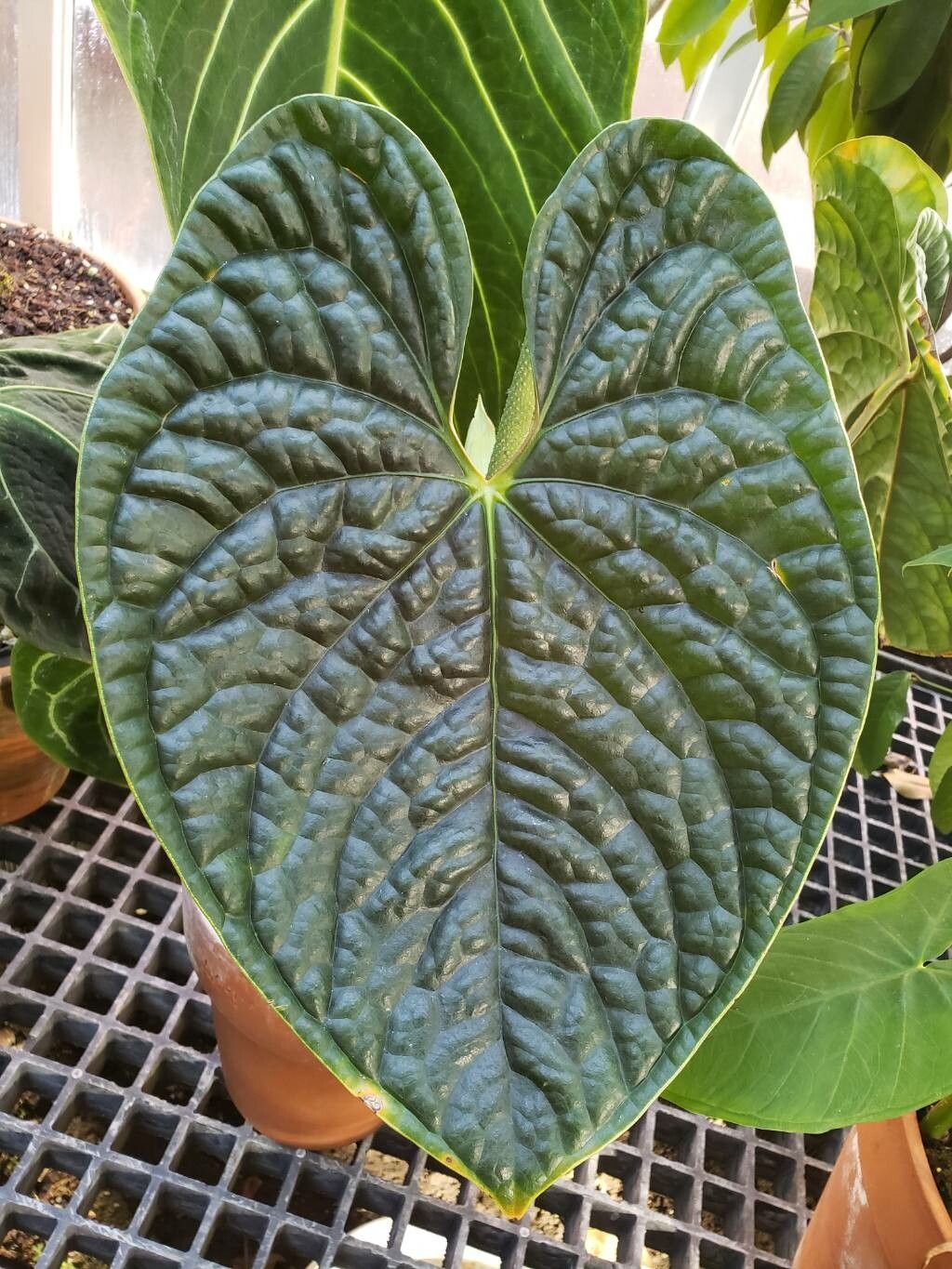 Anthurium luxurians x Radicans - anthurium corrugato, anthurium “luxury” - vaso Ø12 cm