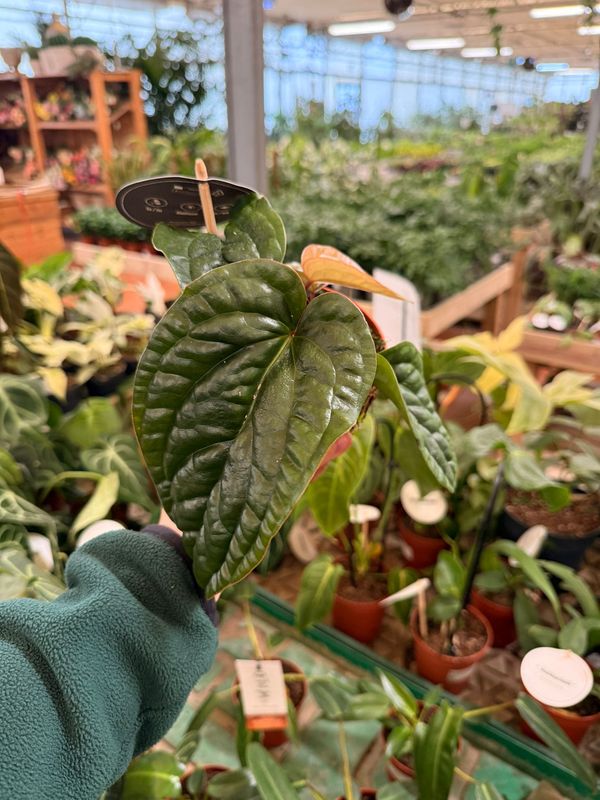 Anthurium luxurians x Radicans - anthurium corrugato, anthurium “luxury” - vaso Ø12 cm