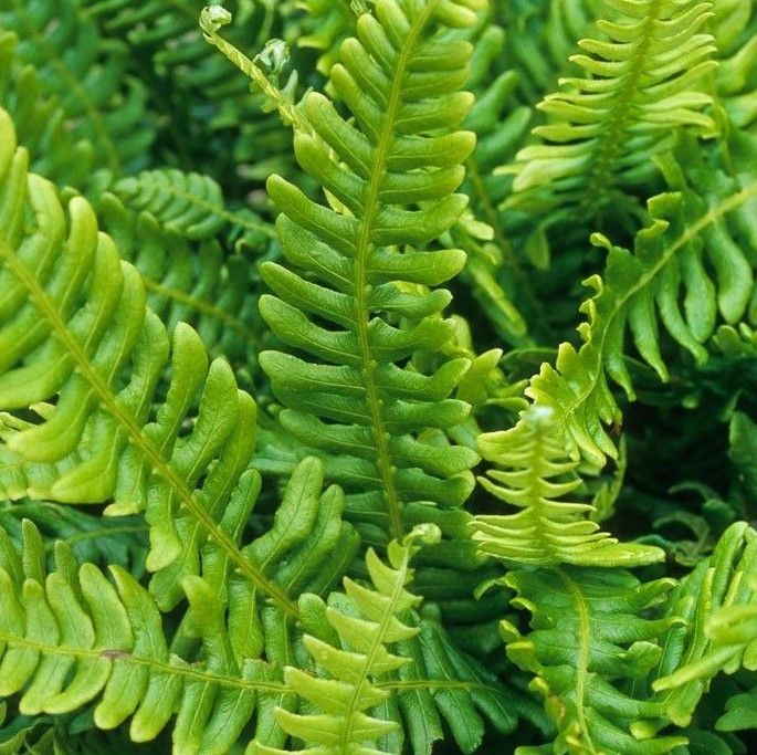 Felce da interno, Blechnum 'Spicant' - vaso Ø12 cm