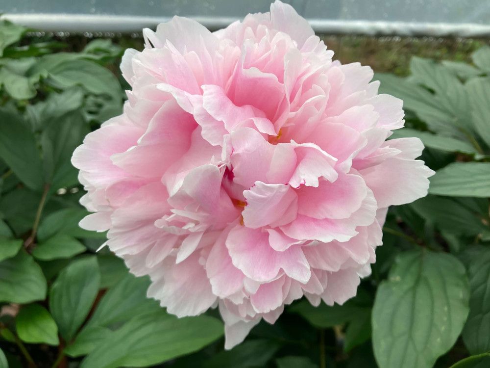 Peonia Erbacea, Paeonia lactiflora Rosa - vaso Ø19 cm