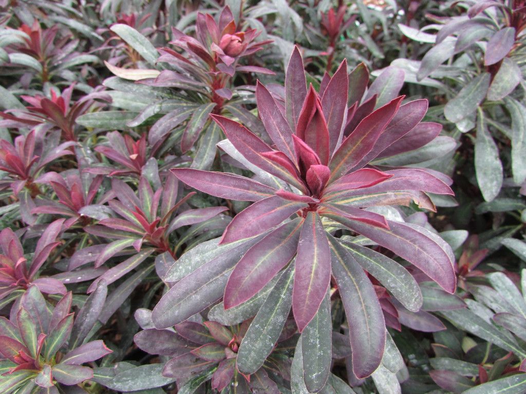Euphorbia Amygdaloides 'Purpurea' - vaso Ø13 cm