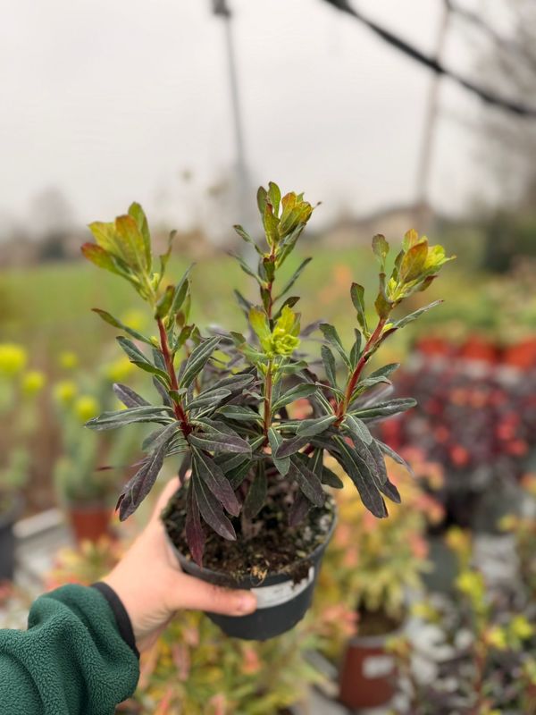 Euphorbia Amygdaloides 'Purpurea' - vaso Ø13 cm