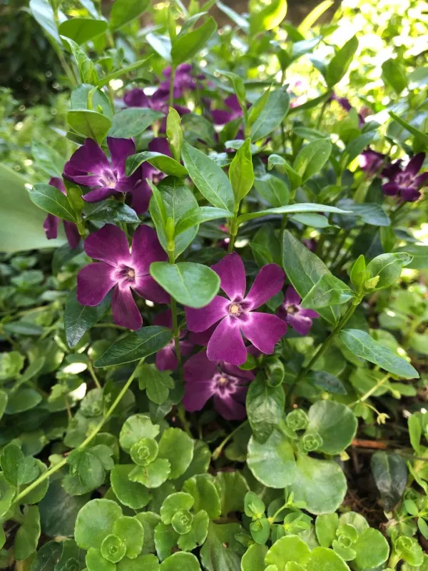 Vinca minor atropurpurea - Pervinca - vaso Ø18 cm Vinca minor atropurpurea - Pervinca - vaso Ø18 cm