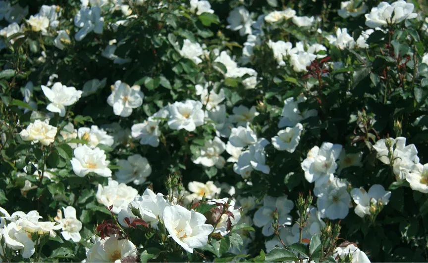 Rosa Paesaggistica Pink Knock Out® - vaso 3 litri