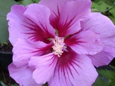 Hibiscus syriacus ‘Gandini Santiago Purple Pillar’ , Ibisco - vaso Ø18 cm h 70 cm